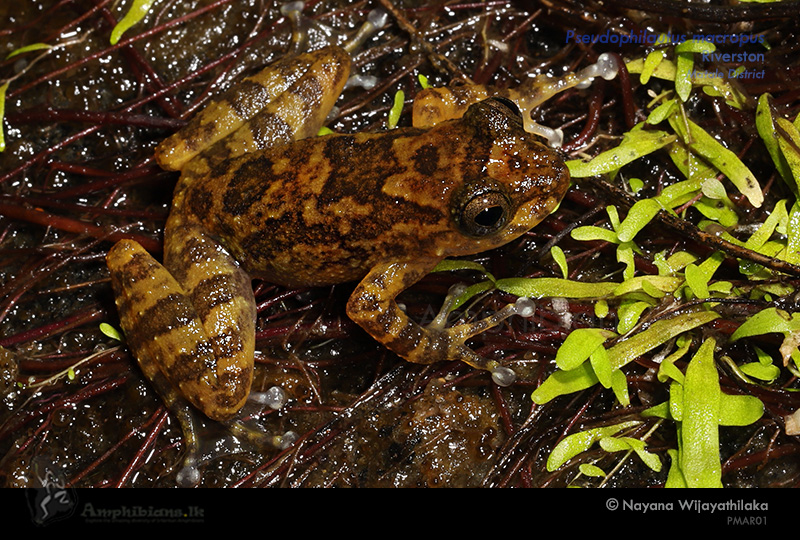 Bigfoot Shrub Frog