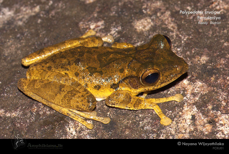 Common Hour-glass Tree Frog