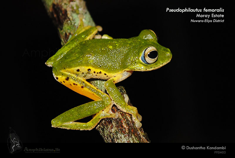 Leaf-nesting Shrub Frog