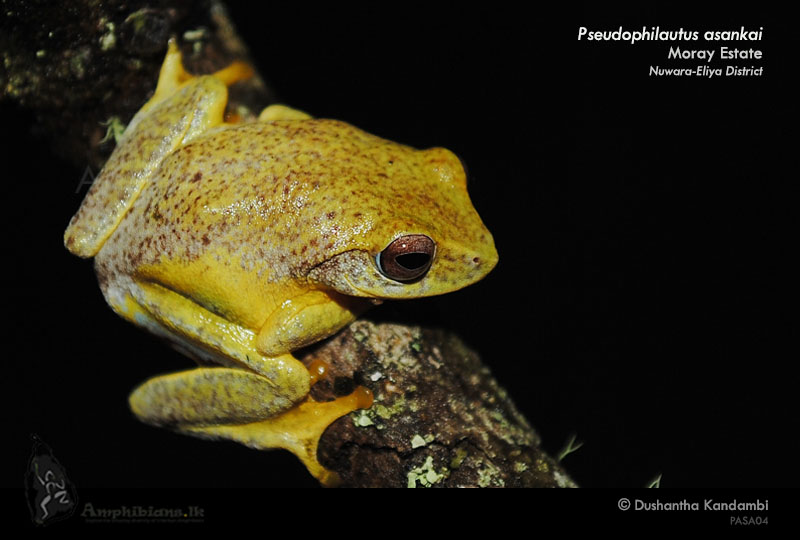 Asanka's Shrub Frog