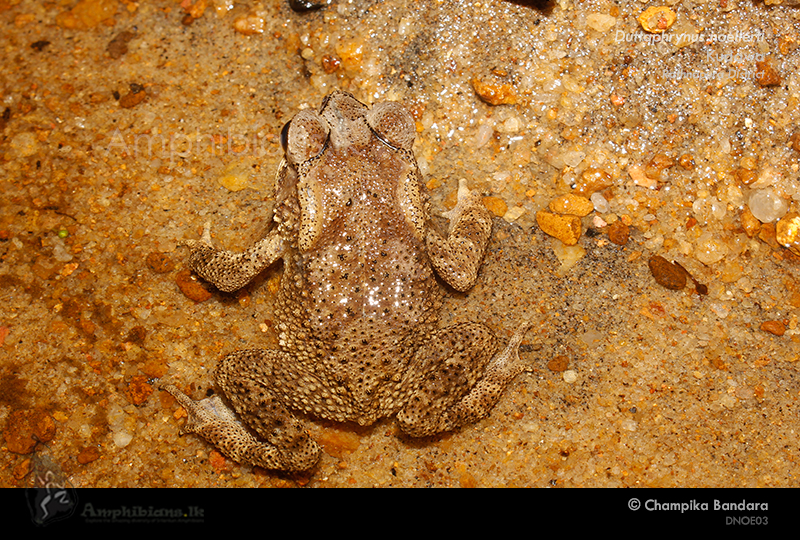 Noellert's Toad