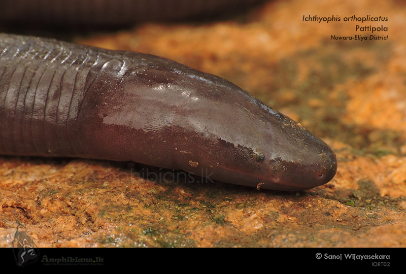 Pattipola Caecilian