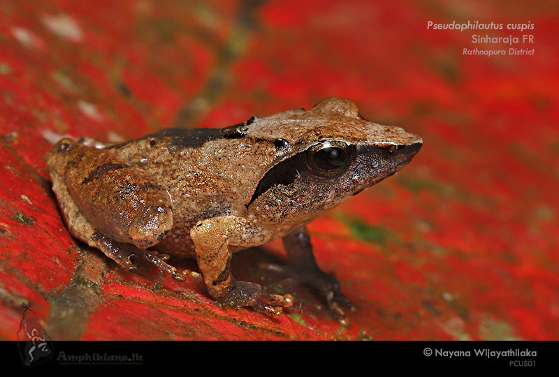 Sharp-snouted Shrub Frog