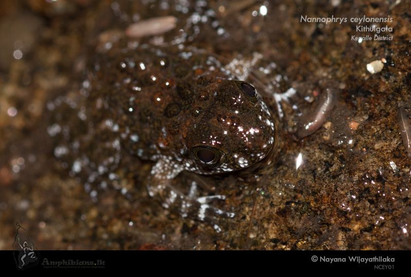 Sri lanka rock frog