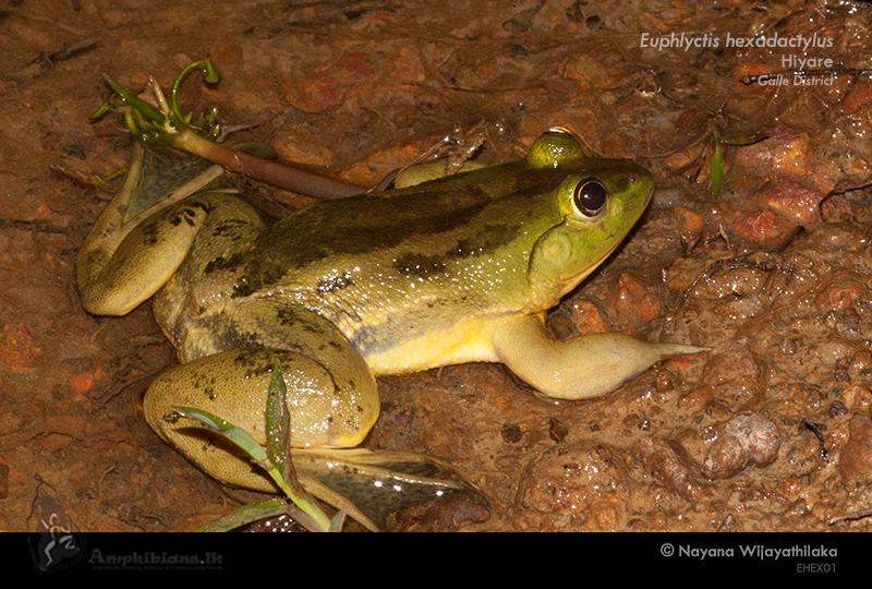 Six-toe Green Frog