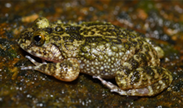 Sri lanka rock frog