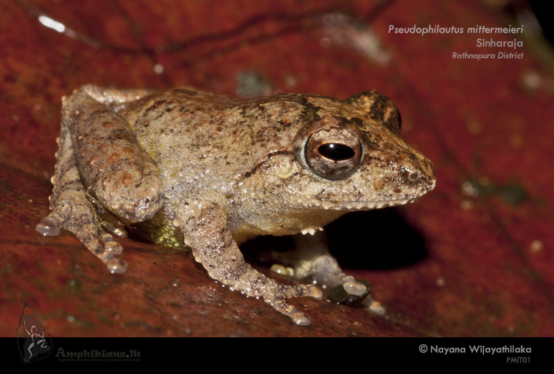 Mittermeier's Shrub Frog