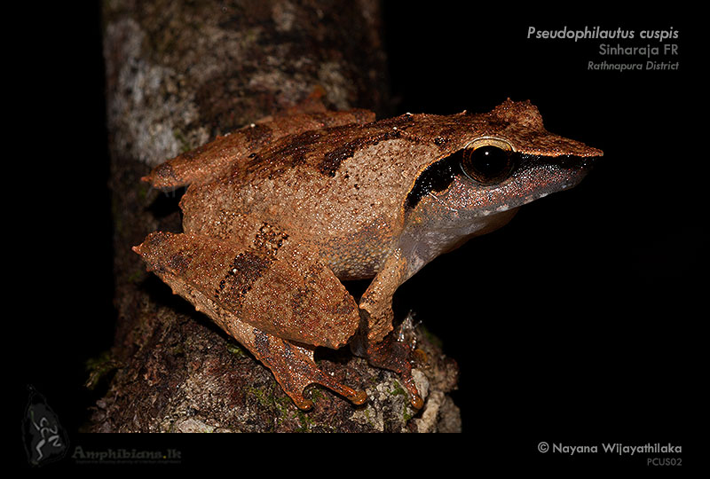 Sharp-snouted Shrub Frog