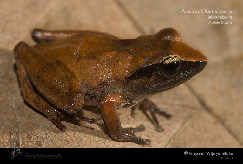 Gannoruwa Shrub Frog