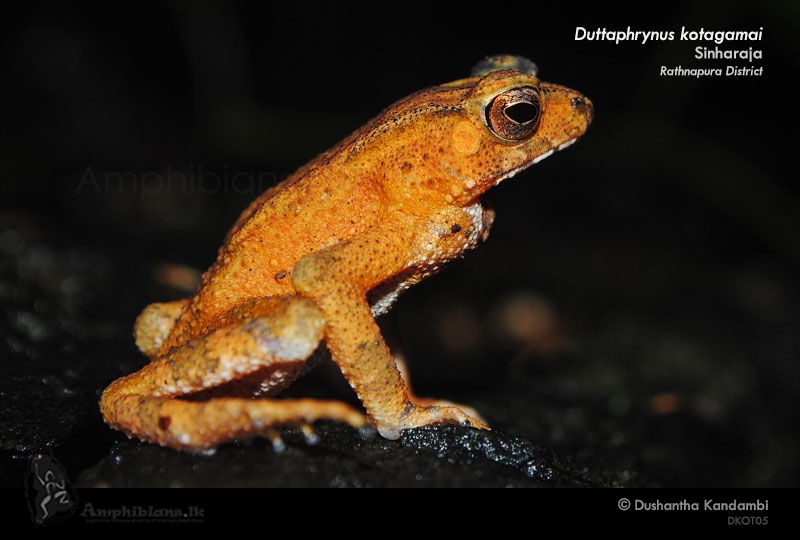 Kotagama's Toad