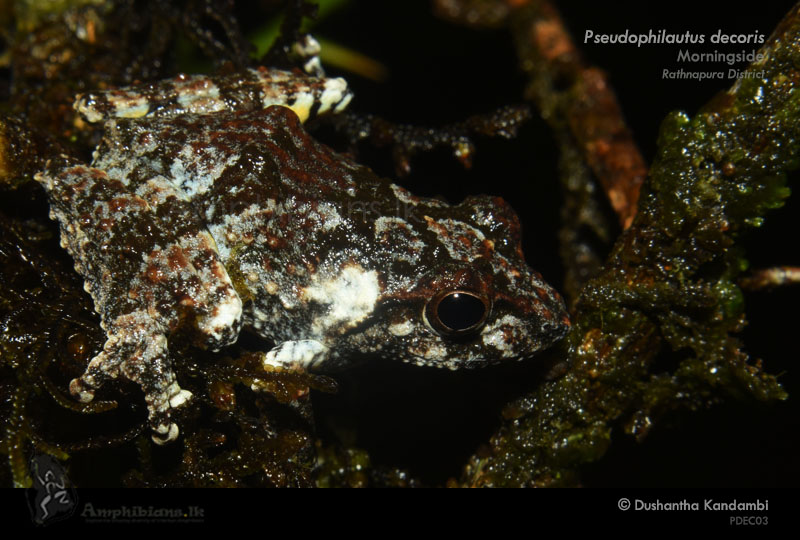 Elegant Shrub Frog