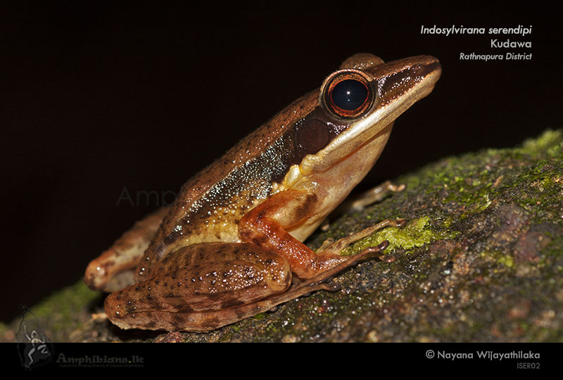 Sri Lankan Golden-backed Frog