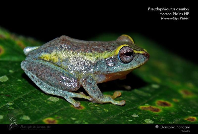 Asanka's Shrub Frog