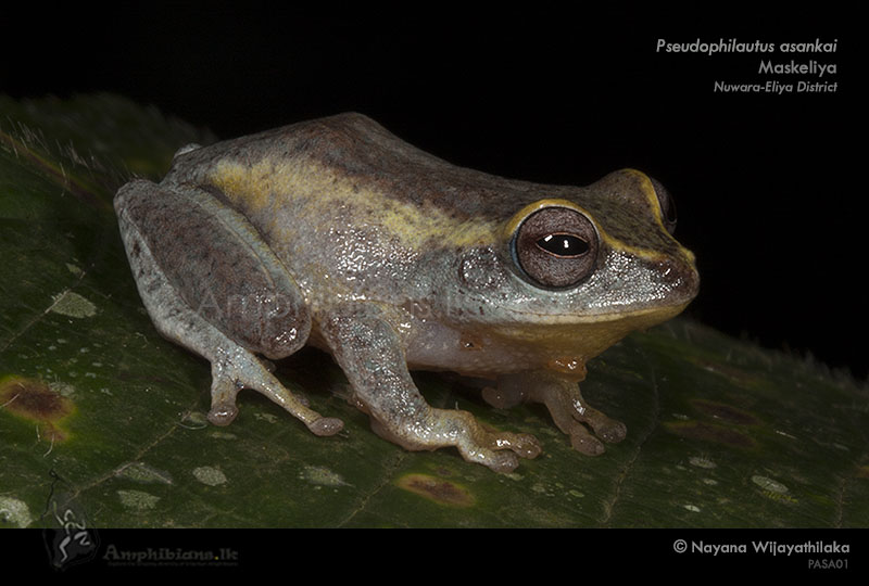Asanka's Shrub Frog