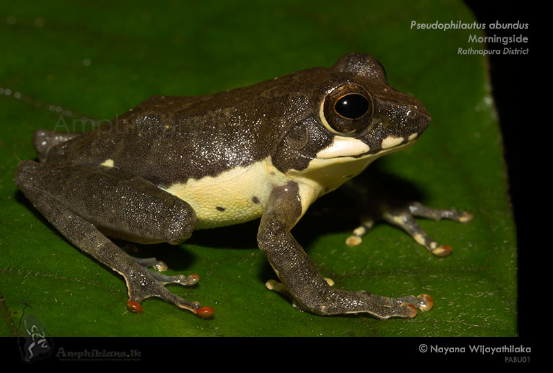 Labungama Shrub Frog