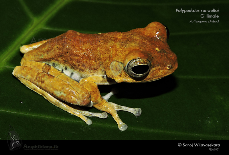 Ranwella's Spined Tree Frog