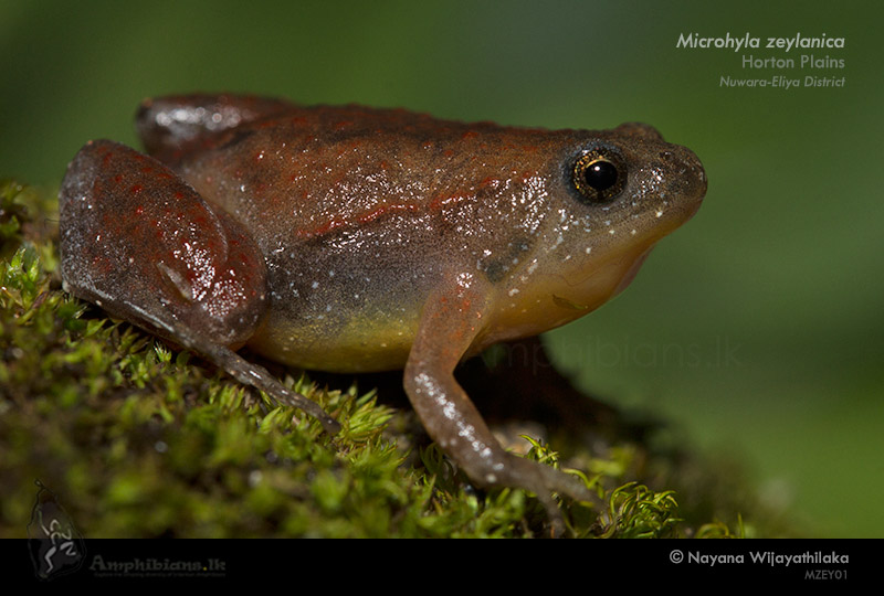 Sri Lanka Narrow-mouth Frog