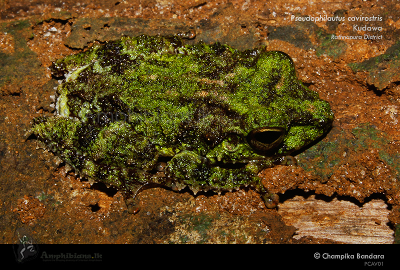 Hollow-snouted Shrub Frog