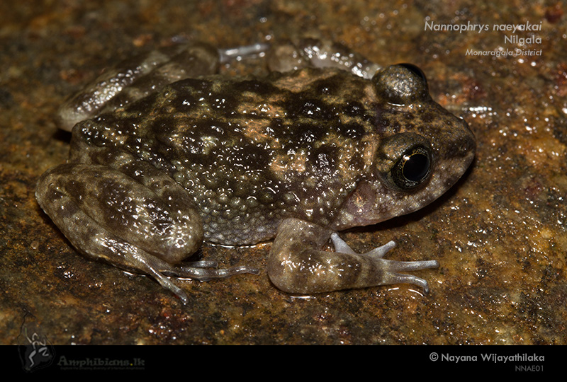 Naeyak Rock Frog