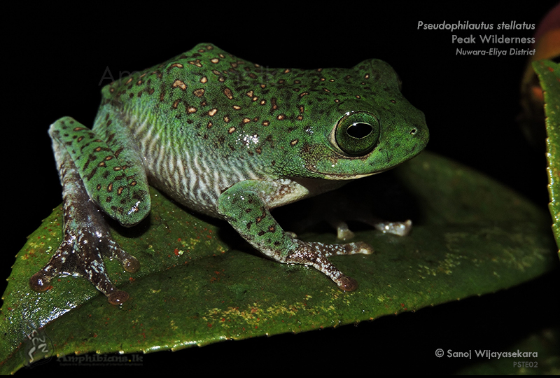Spotted Shrub Frog