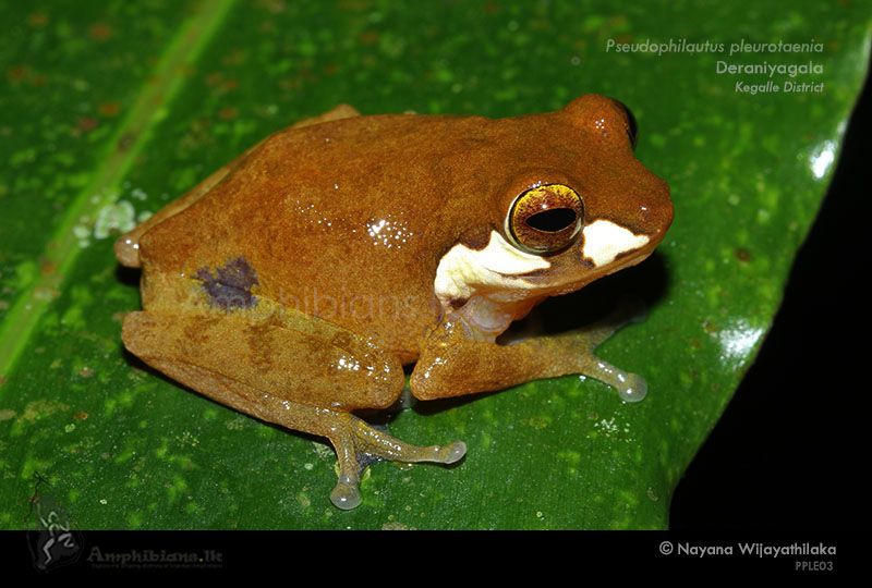 Side Striped Shrub Frog
