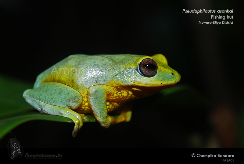 Asanka's Shrub Frog