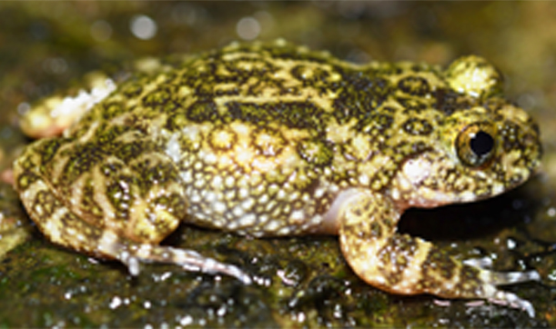 Sri lanka rock frog