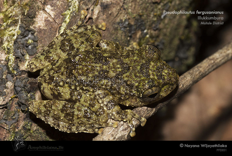 Furguson's Shrub Frog