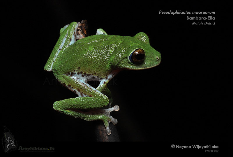 Moore's Shrub Frog