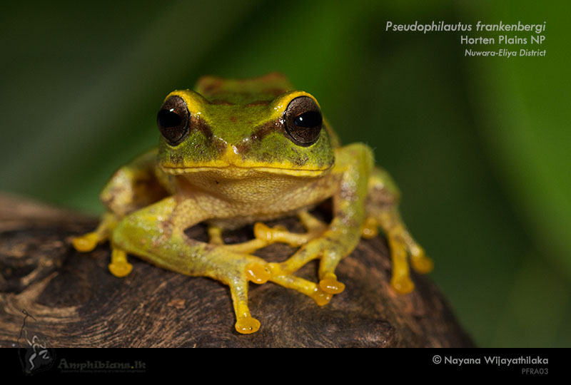 Frankenberg's Shrub Frog