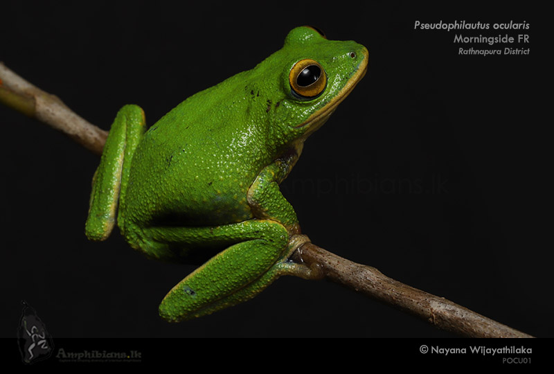 Golden-eyed Shrub Frog