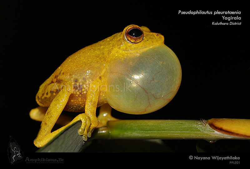 Side Striped Shrub Frog