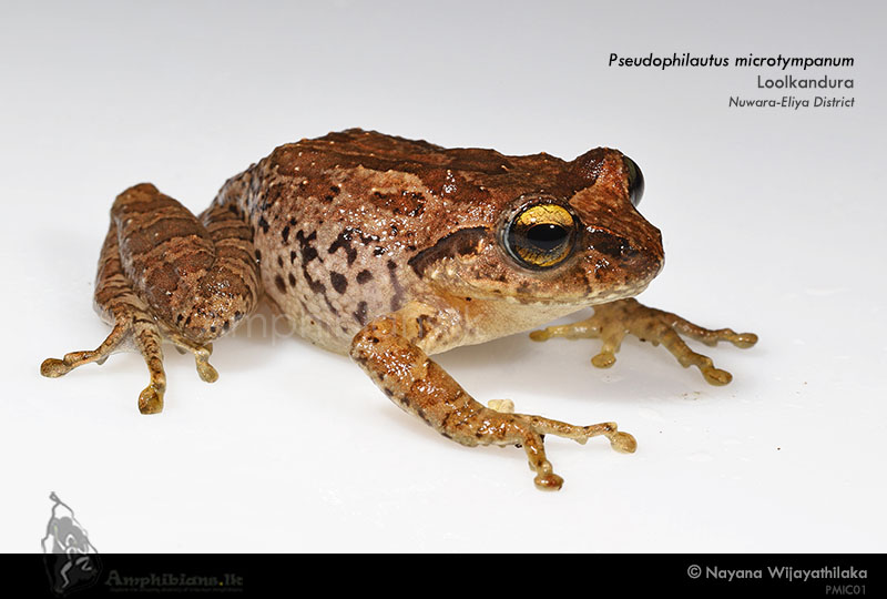 Small Eared Shrub Frog