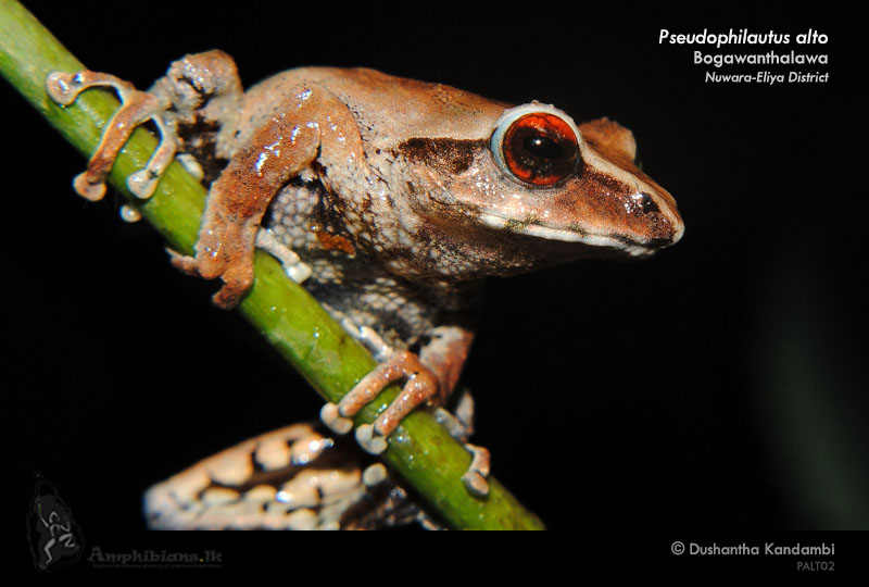 Horton Plains Shrub Frog
