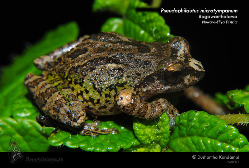 Small Eared Shrub Frog