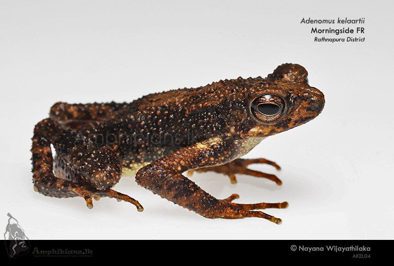 Kelaart's Dwarf Toad