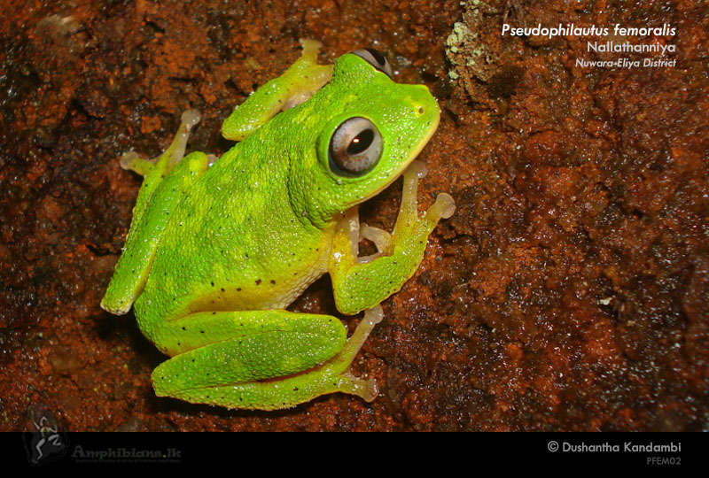 Leaf-nesting Shrub Frog