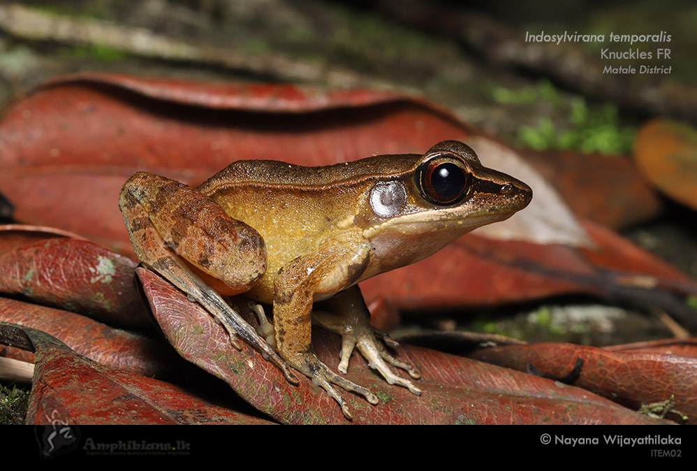Günther's Golden-backed Frog