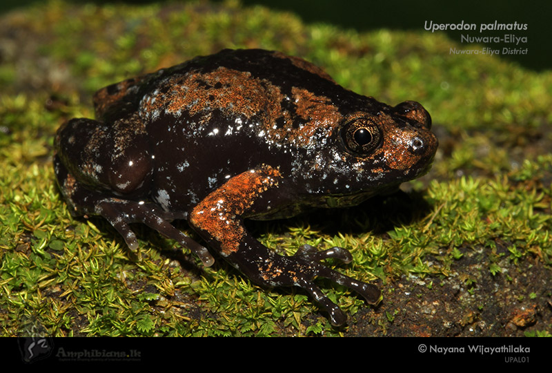 Parker's Globular Frog