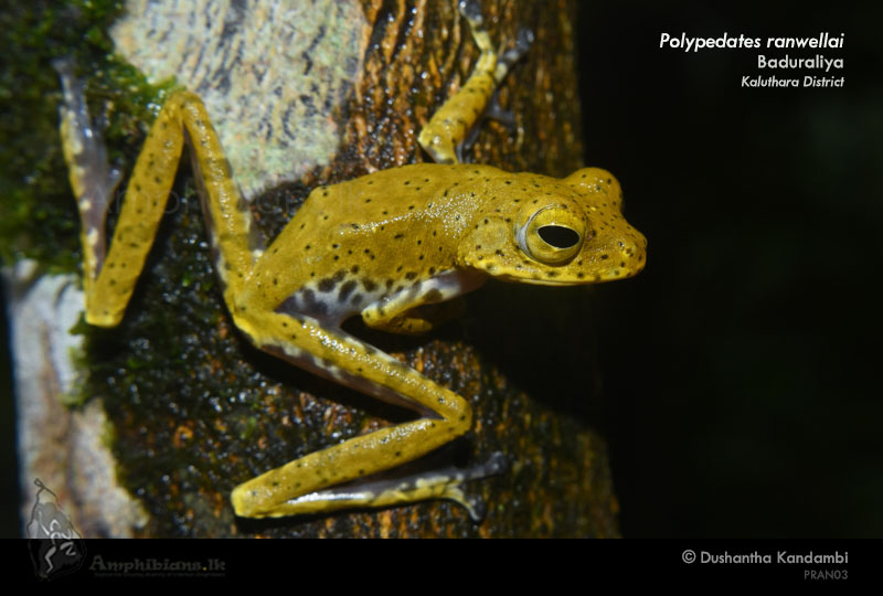 Ranwella's Spined Tree Frog