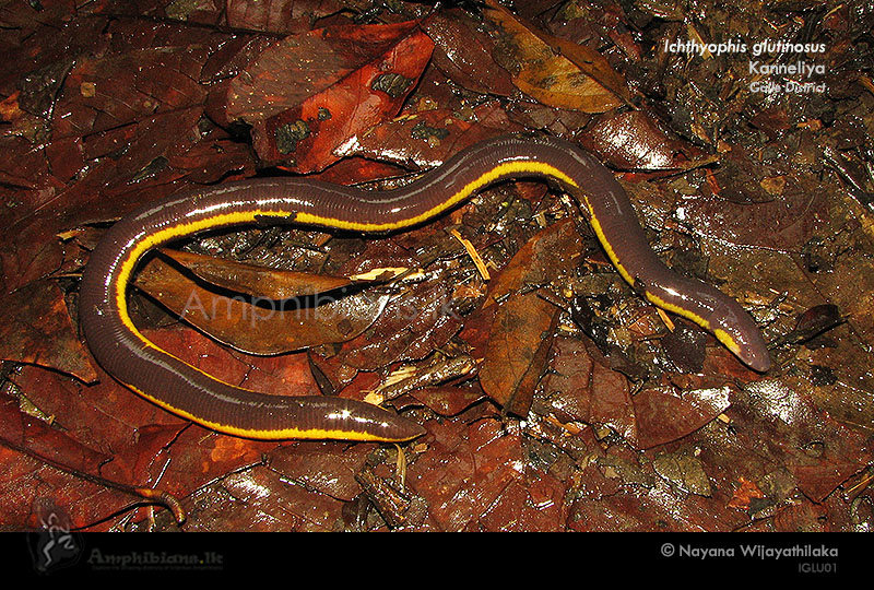 Yellow-banded Caecilian
