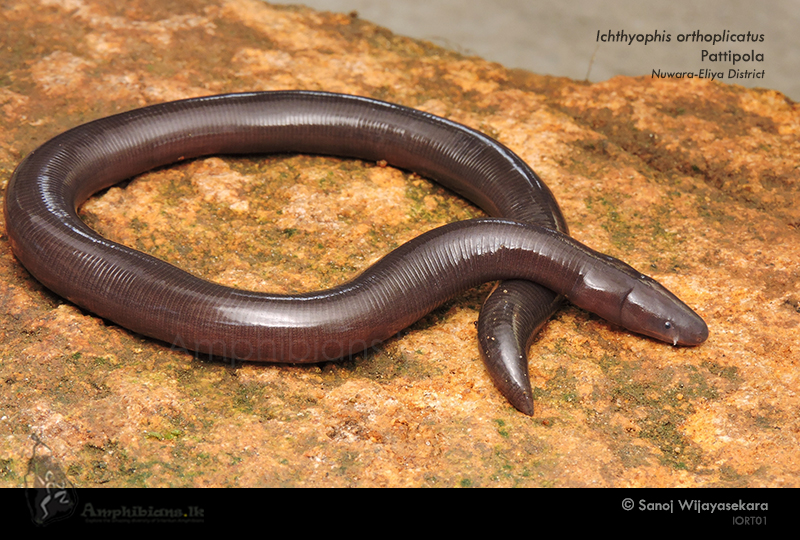 Pattipola Caecilian