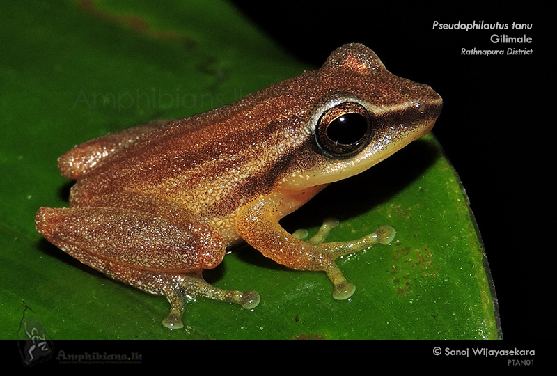 Slender shrub frog