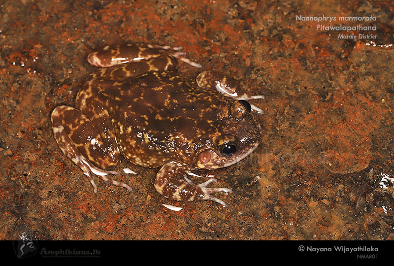 Kirtisinghe's Rock Frog
