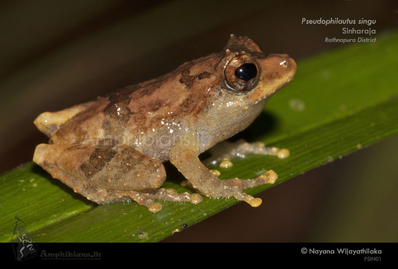 Horned shrub frog