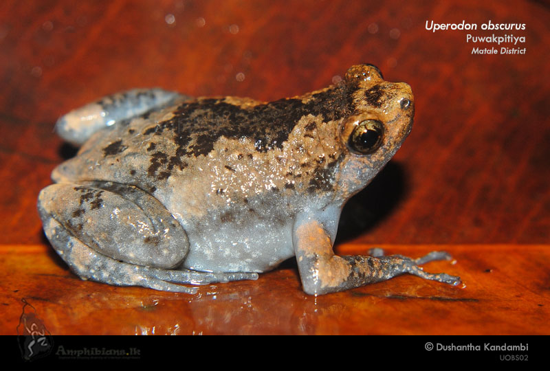Sri Lankan Globular Frog