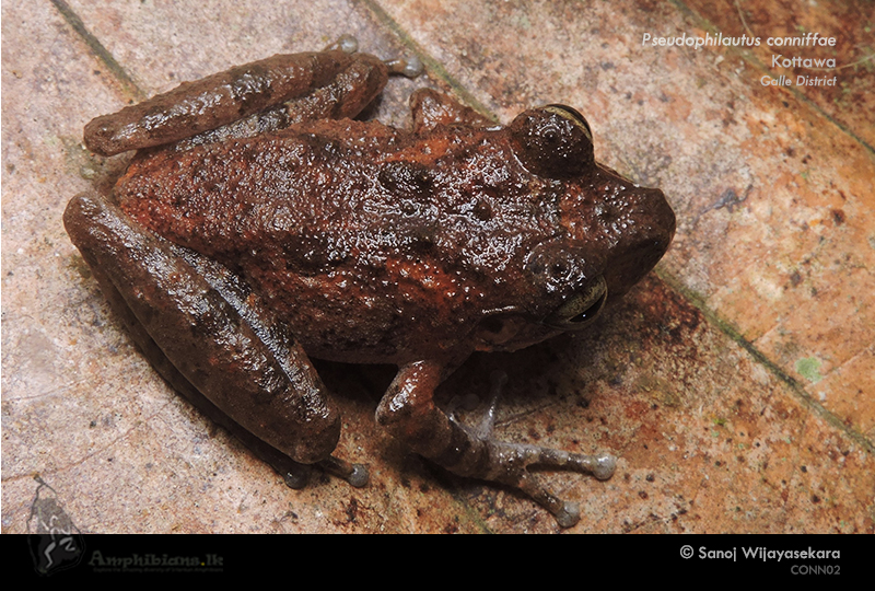 Conniff's shrub frog