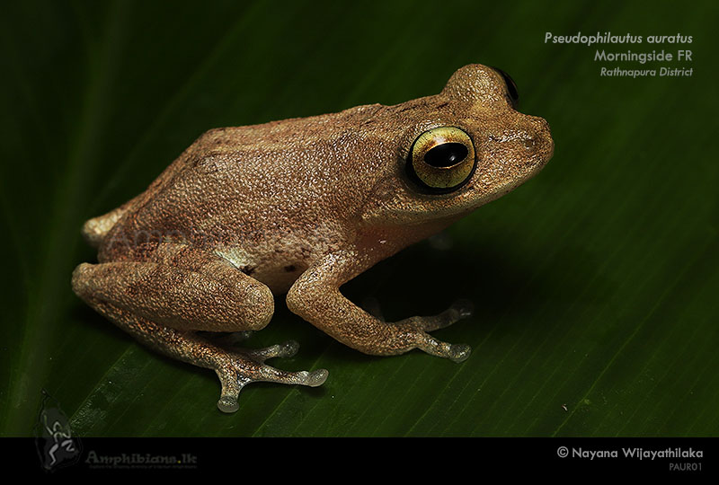 Golden Shrub Frog