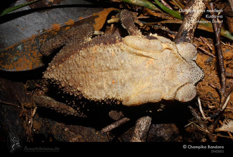 Noellert's Toad