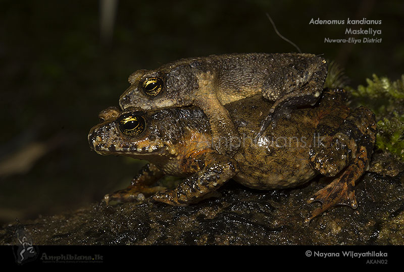 Kandiyan dwarf toad